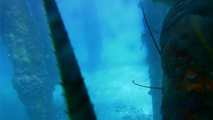 Scripps Pier Underwater Live Webcam - Dec 7, 2025, 1:06pm PST