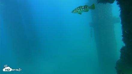 Scripps Pier Underwater Live Webcam - Sep 19, 2026, 4:53pm PDT