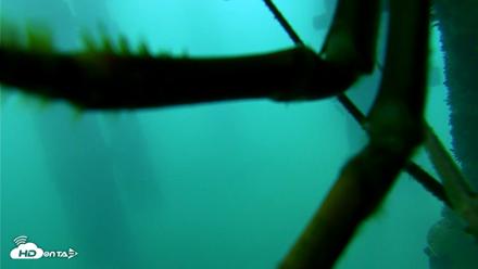 Scripps Pier Underwater Live Webcam - Sep 16, 2026, 7:28am PDT