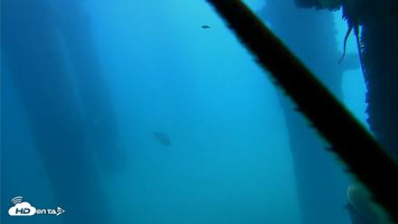 Scripps Pier Underwater Live Webcam - Oct 9, 2026, 12:02pm PDT