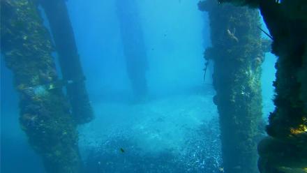 Scripps Pier Underwater Live Webcam - Jan 18, 2026, 1:34pm PST