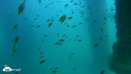 Scripps Pier Underwater Live Webcam - Aug 20, 2026, 2:17pm PDT