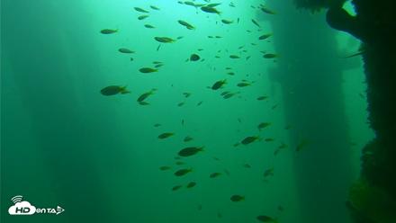 Scripps Pier Underwater Live Webcam - Sep 23, 2026, 9:50am PDT