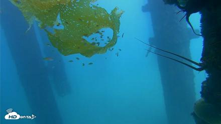 Scripps Pier Underwater Live Webcam - Oct 8, 2026, 2:34pm PDT