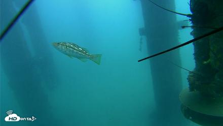 Scripps Pier Underwater Live Webcam - Aug 4, 2026, 11:20am PDT