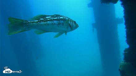 Scripps Pier Underwater Live Webcam - Sep 19, 2026, 11:57am PDT