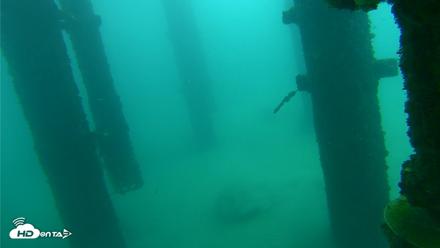 Scripps Pier Underwater Live Webcam - Oct 8, 2026, 9:28am PDT