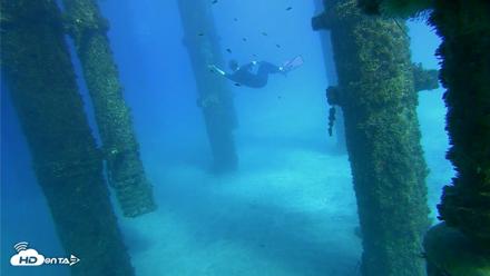 Scripps Pier Underwater Live Webcam - Oct 18, 2026, 3:39pm PDT
