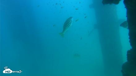 Scripps Pier Underwater Live Webcam - Sep 15, 2026, 4:06pm PDT
