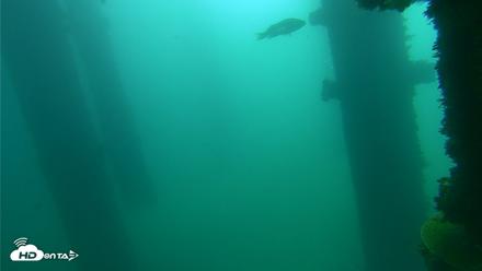 Scripps Pier Underwater Live Webcam - Oct 12, 2026, 10:35am PDT