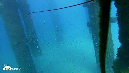 Scripps Pier Underwater Live Webcam - Oct 7, 2026, 4:27pm PDT