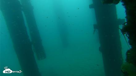Scripps Pier Underwater Live Webcam - Sep 17, 2026, 7:33am PDT