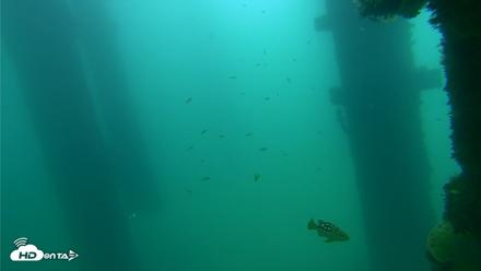 Scripps Pier Underwater Live Webcam - Sep 18, 2026, 10:58am PDT