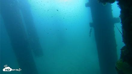 Scripps Pier Underwater Live Webcam - Sep 25, 2026, 9:29am PDT