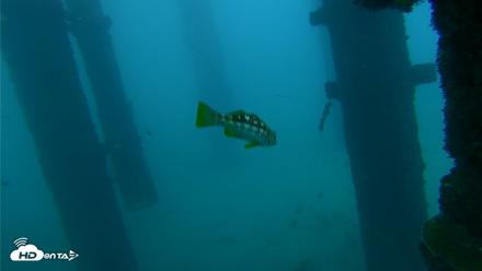 Scripps Pier Underwater Live Webcam - Sep 30, 2026, 7:18am PDT
