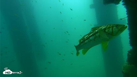 Scripps Pier Underwater Live Webcam - Sep 15, 2026, 11:22am PDT