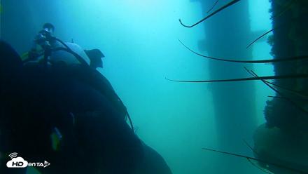 Scripps Pier Underwater Live Webcam - Aug 18, 2026, 10:46am PDT