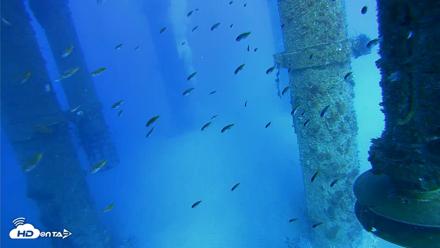 Scripps Pier Underwater Live Webcam - Jul 29, 2026, 5:28pm PDT