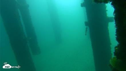Scripps Pier Underwater Live Webcam - Oct 8, 2026, 9:49am PDT