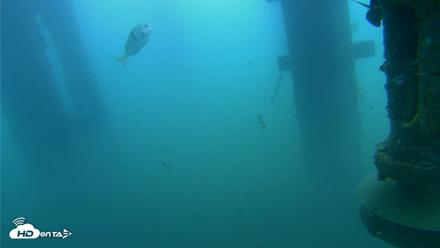 Scripps Pier Underwater Live Webcam - Jul 26, 2026, 9:33am PDT