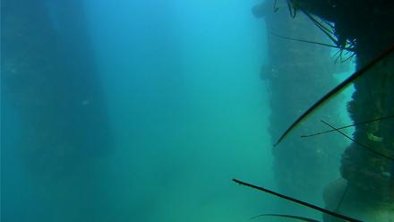 Scripps Pier Underwater Live Webcam - Sep 9, 2025, 3:49pm PDT