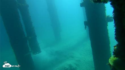 Scripps Pier Underwater Live Webcam - Oct 7, 2026, 10:37am PDT