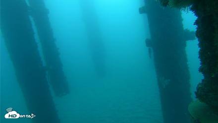 Scripps Pier Underwater Live Webcam - Oct 21, 2026, 7:29am PDT