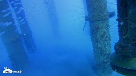 Scripps Pier Underwater Live Webcam - Jul 29, 2026, 5:45pm PDT
