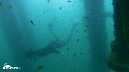 Scripps Pier Underwater Live Webcam - Aug 29, 2026, 8:41am PDT