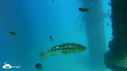 Scripps Pier Underwater Live Webcam - Aug 25, 2026, 3:43pm PDT