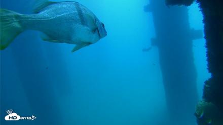Scripps Pier Underwater Live Webcam - Sep 19, 2026, 11:54am PDT