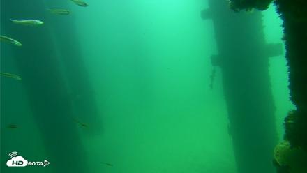 Scripps Pier Underwater Live Webcam - Sep 17, 2026, 11:50am PDT