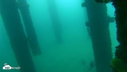 Scripps Pier Underwater Live Webcam - Oct 8, 2026, 9:31am PDT