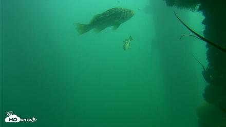 Scripps Pier Underwater Live Webcam - Oct 23, 2026, 1:03pm PDT