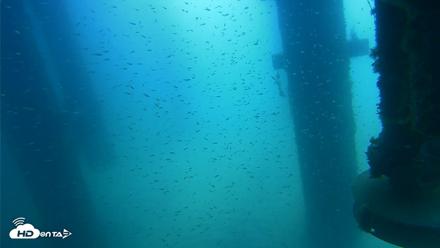 Scripps Pier Underwater Live Webcam - Aug 11, 2026, 11:08am PDT