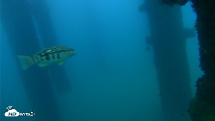 Scripps Pier Underwater Live Webcam - Sep 22, 2026, 6:29pm PDT