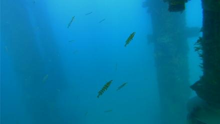 Scripps Pier Underwater Live Webcam - Apr 7, 2026, 5:52pm PDT