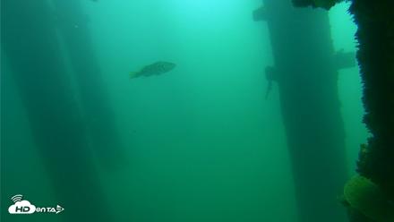 Scripps Pier Underwater Live Webcam - Oct 13, 2026, 10:52am PDT