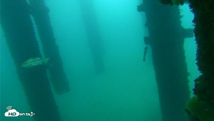 Scripps Pier Underwater Live Webcam - Oct 10, 2026, 7:50am PDT