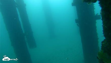 Scripps Pier Underwater Live Webcam - Sep 26, 2026, 7:12am PDT