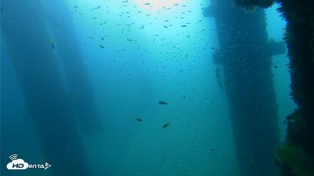 Scripps Pier Underwater Live Webcam - Sep 25, 2026, 9:01am PDT