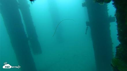 Scripps Pier Underwater Live Webcam - Sep 26, 2026, 7:20am PDT