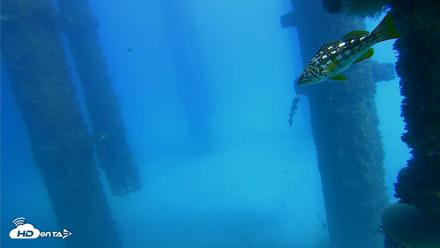 Scripps Pier Underwater Live Webcam - Oct 20, 2026, 1:52pm PDT