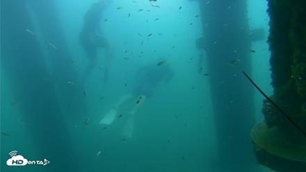 Scripps Pier Underwater Live Webcam - Aug 29, 2026, 8:41am PDT