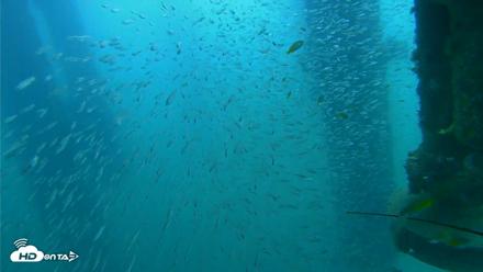 Scripps Pier Underwater Live Webcam - Aug 10, 2026, 9:56am PDT