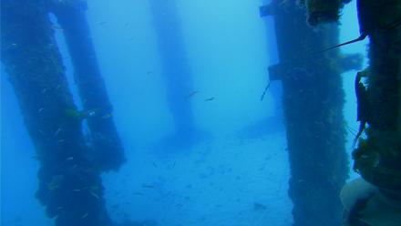 Scripps Pier Underwater Live Webcam - Mar 31, 2026, 10:46am PDT