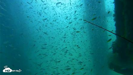 Scripps Pier Underwater Live Webcam - Aug 10, 2026, 10:37am PDT