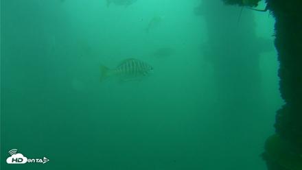 Scripps Pier Underwater Live Webcam - Oct 11, 2026, 12:04pm PDT