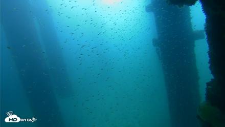 Scripps Pier Underwater Live Webcam - Sep 25, 2026, 9:11am PDT