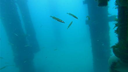 Scripps Pier Underwater Live Webcam - Apr 8, 2026, 7:37am PDT